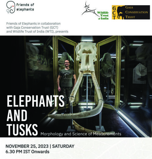 Elephants & Tusks(Morphology and Science of Measurements)